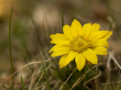 Frühlings-Adonisröschen - gelbe Blume