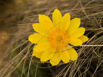 Frühlings-Adonisröschen - gelbe Blume