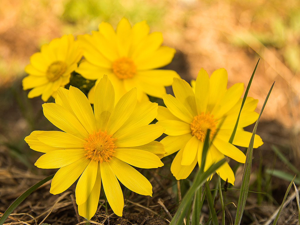 Frühlings-Adonisröschen - gelbe Blume