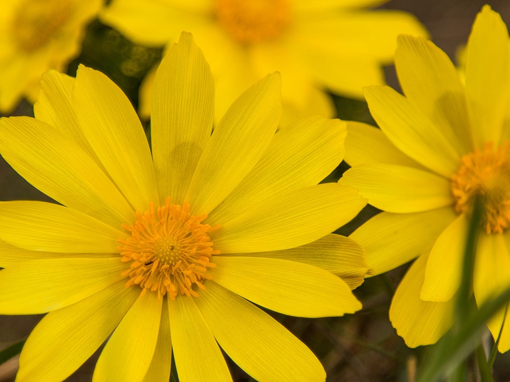 Frühlings-Adonisröschen - gelbe Blume