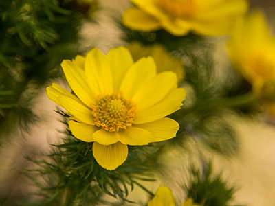 Frühlings-Adonisröschen - gelbe Blume