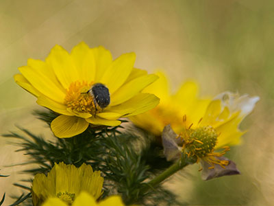 Frühlings-Adonisröschen - gelbe Blume