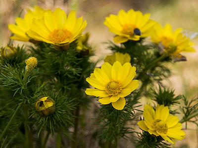 Frühlings-Adonisröschen - gelbe Blume