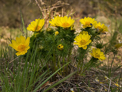 Frühlings-Adonisröschen - gelbe Blume