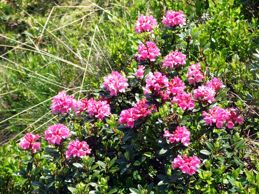 Alpenrose - kleine Blumen in den Alpen (Griessenkareck, 1991 m - Juni 2012) - kostenloses Hintergrundbild