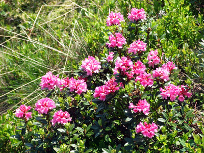 Alpenrose - kleine Blumen in den Alpen (Griessenkareck, 1991 m - Juni 2012)