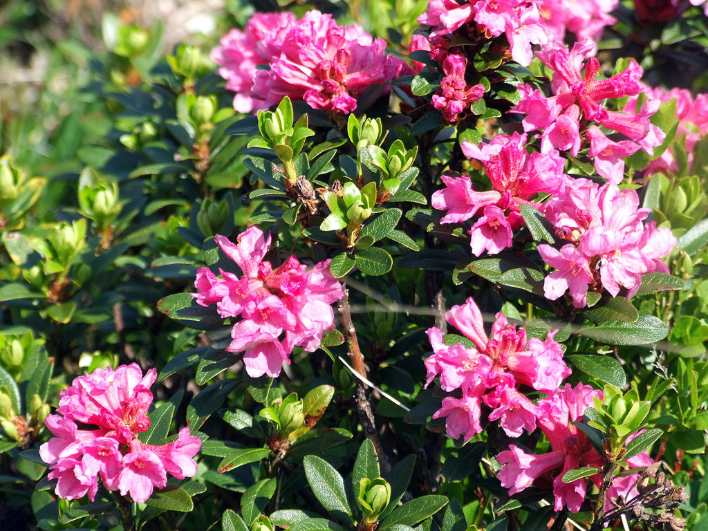 Alpenrose - kleine Blumen in den Alpen (Griessenkareck, 1991 m - Juni 2012) - kostenloses Hintergrundbild