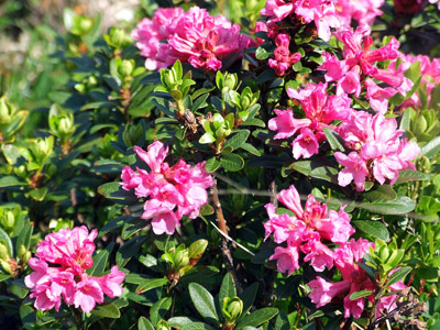 Alpenrose - kleine Blumen in den Alpen (Griessenkareck, 1991 m - Juni 2012)