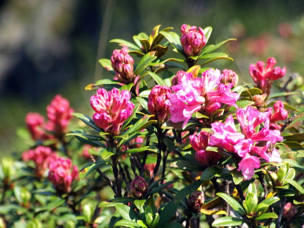 Alpenrose - kleine Blumen in den Alpen (Griessenkareck, 1991 m - Juni 2012) - kostenloses Hintergrundbild