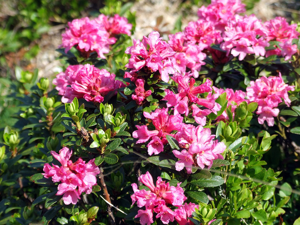 Alpenrose - kleine Blumen in den Alpen (Griessenkareck, 1991 m - Juni 2012) - kostenloses Hintergrundbild