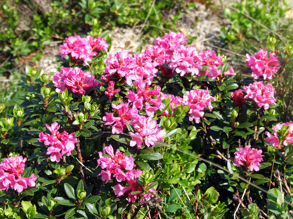 Alpenrose - kleine Blumen in den Alpen (Griessenkareck, 1991 m - Juni 2012) - kostenloses Hintergrundbild