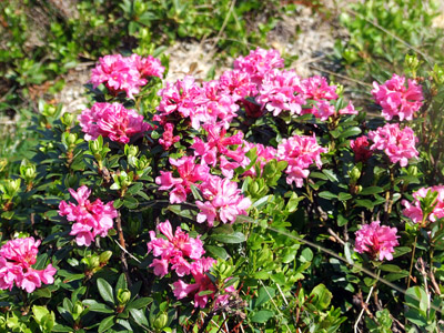 Alpenrose - kleine Blumen in den Alpen (Griessenkareck, 1991 m - Juni 2012)