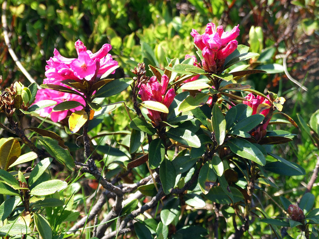 Alpenrose - kleine Blumen in den Alpen (Griessenkareck, 1991 m - Juni 2012) - kostenloses Hintergrundbild