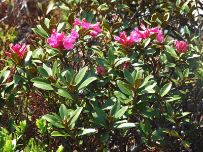 Alpenrose - kleine Blumen in den Alpen (Griessenkareck, 1991 m - Juni 2012)