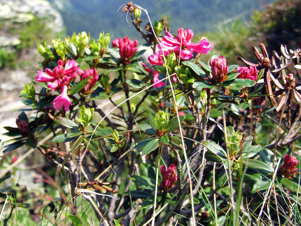 Alpenrose - kleine Blumen in den Alpen (Griessenkareck, 1991 m - Juni 2012) - kostenloses Hintergrundbild