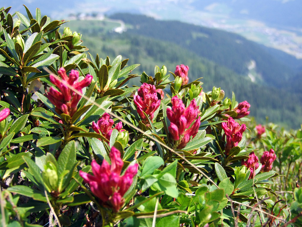 Alpenrose - kleine Blumen in den Alpen (Griessenkareck, 1991 m - Juni 2012) - kostenloses Hintergrundbild