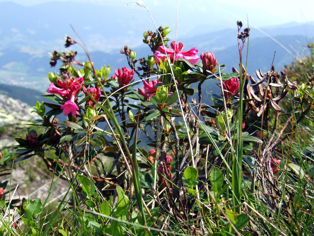 Alpenrose - kleine Blumen in den Alpen (Griessenkareck, 1991 m - Juni 2012) - kostenloses Hintergrundbild