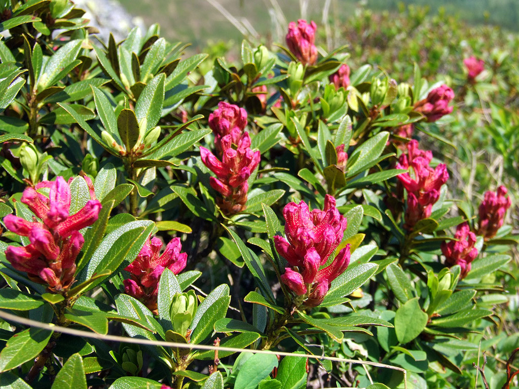 Alpenrose - kleine Blumen in den Alpen (Griessenkareck, 1991 m - Juni 2012) - kostenloses Hintergrundbild