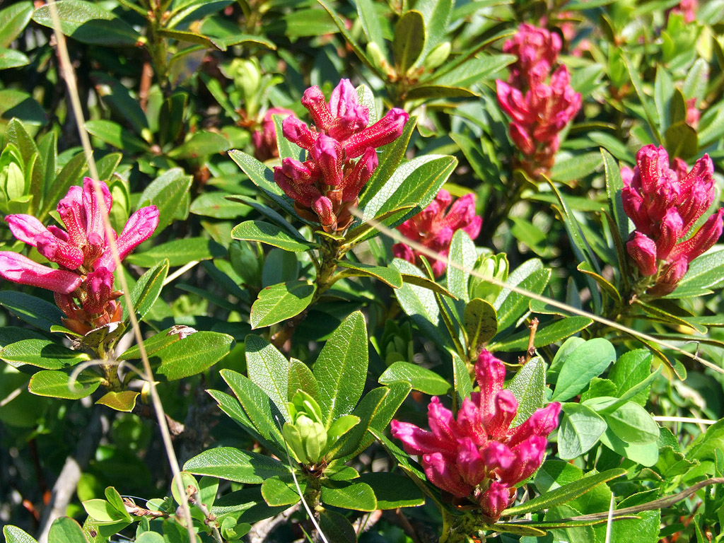 Alpenrose - kleine Blumen in den Alpen (Griessenkareck, 1991 m - Juni 2012) - kostenloses Hintergrundbild