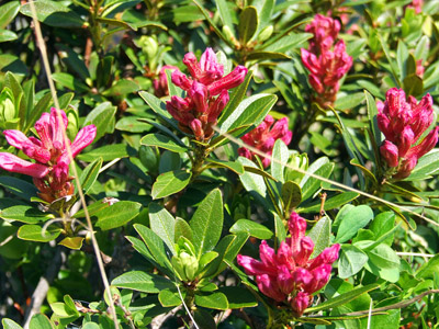 Alpenrose - kleine Blumen in den Alpen (Griessenkareck, 1991 m - Juni 2012)