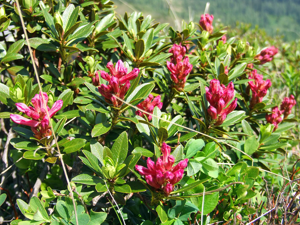 Alpenrose - kleine Blumen in den Alpen (Griessenkareck, 1991 m - Juni 2012) - kostenloses Hintergrundbild