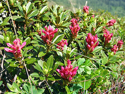 Alpenrose - kleine Blumen in den Alpen (Griessenkareck, 1991 m - Juni 2012)