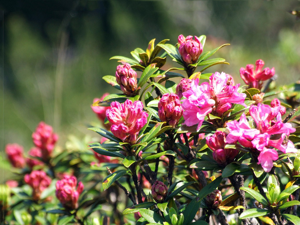 Alpenrose - kleine Blumen in den Alpen (Griessenkareck, 1991 m - Juni 2012) - kostenloses Hintergrundbild