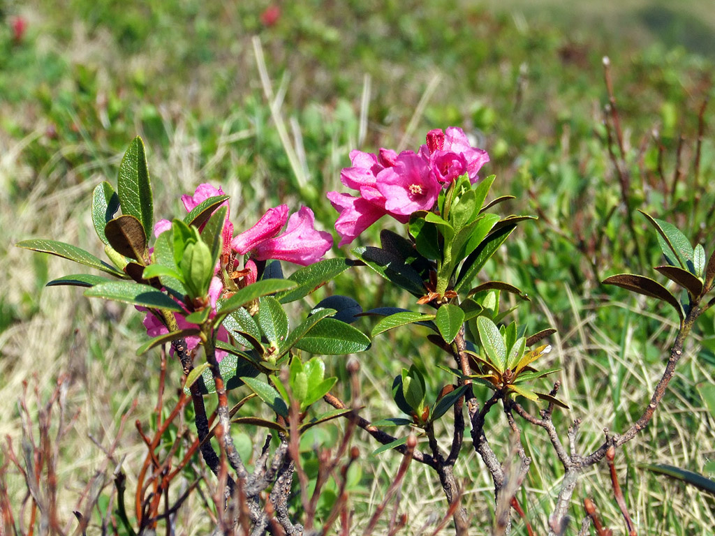 Alpenrose - kleine Blumen in den Alpen (Griessenkareck, 1991 m - Juni 2012) - kostenloses Hintergrundbild