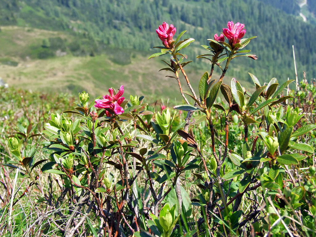 Alpenrose - kleine Blumen in den Alpen (Griessenkareck, 1991 m - Juni 2012) - kostenloses Hintergrundbild