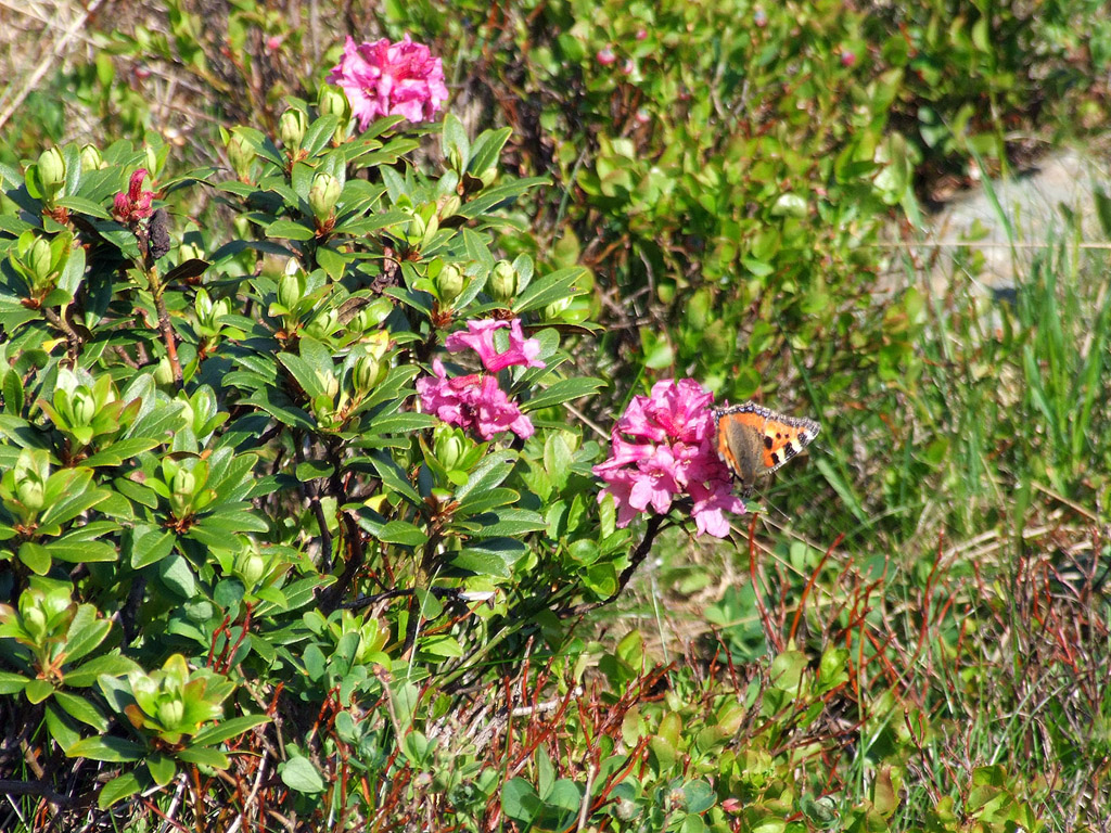 Alpenrose - kleine Blumen in den Alpen (Griessenkareck, 1991 m - Juni 2012) - kostenloses Hintergrundbild