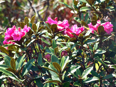 Alpenrose - kleine Blumen in den Alpen (Griessenkareck, 1991 m - Juni 2012)