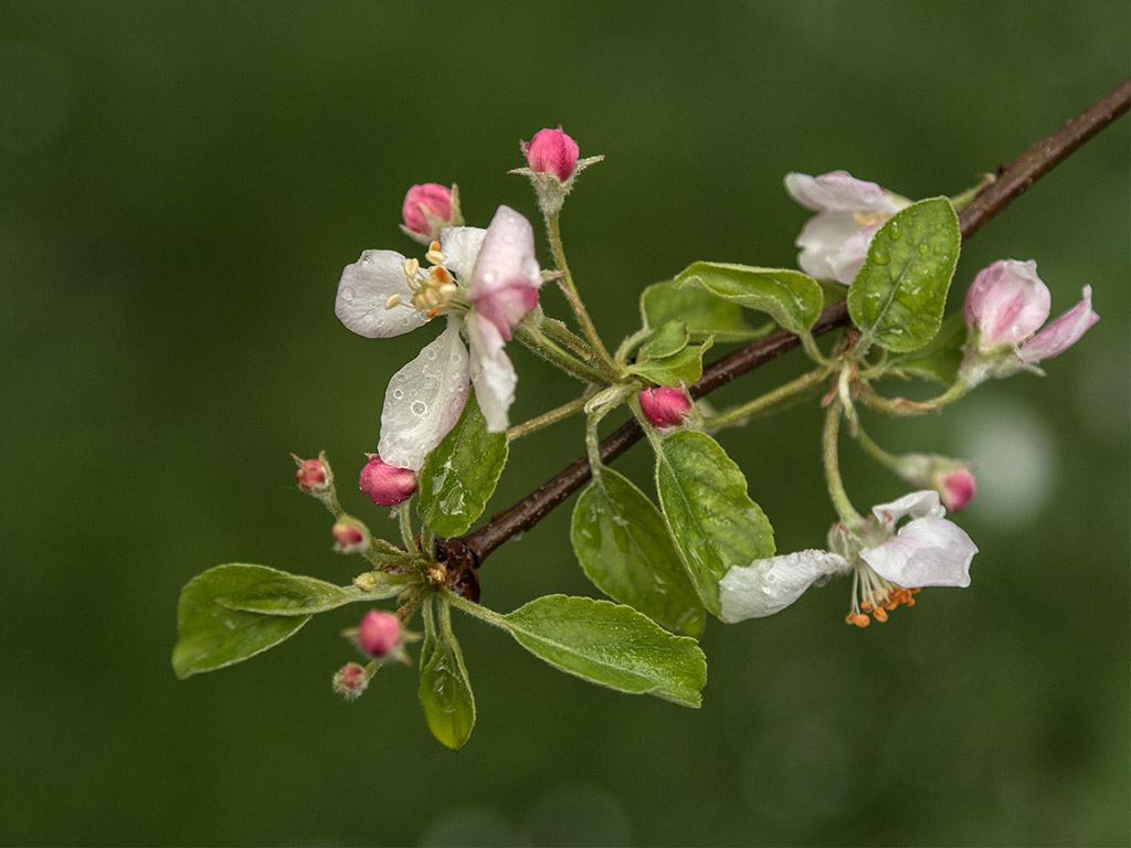 Frühling: Apfelblüte