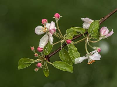 Apfelblüte