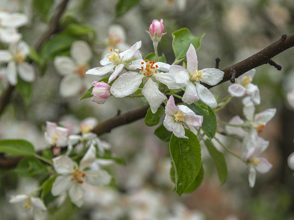 Frühling: Apfelblüte