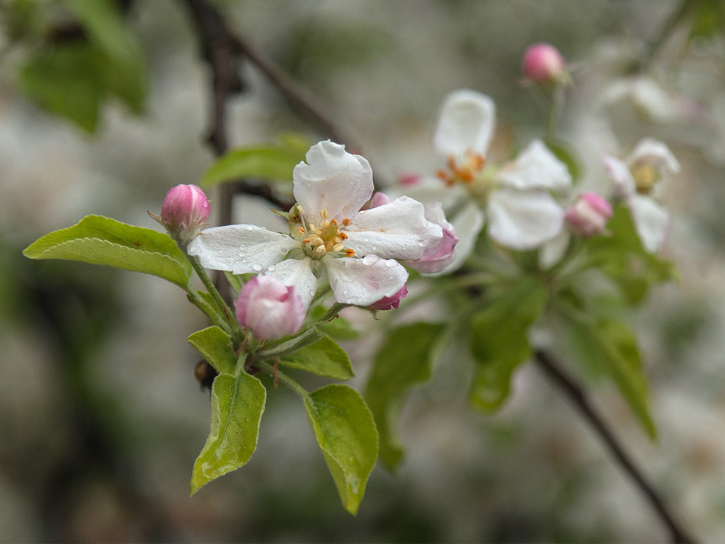Frühling: Apfelblüte