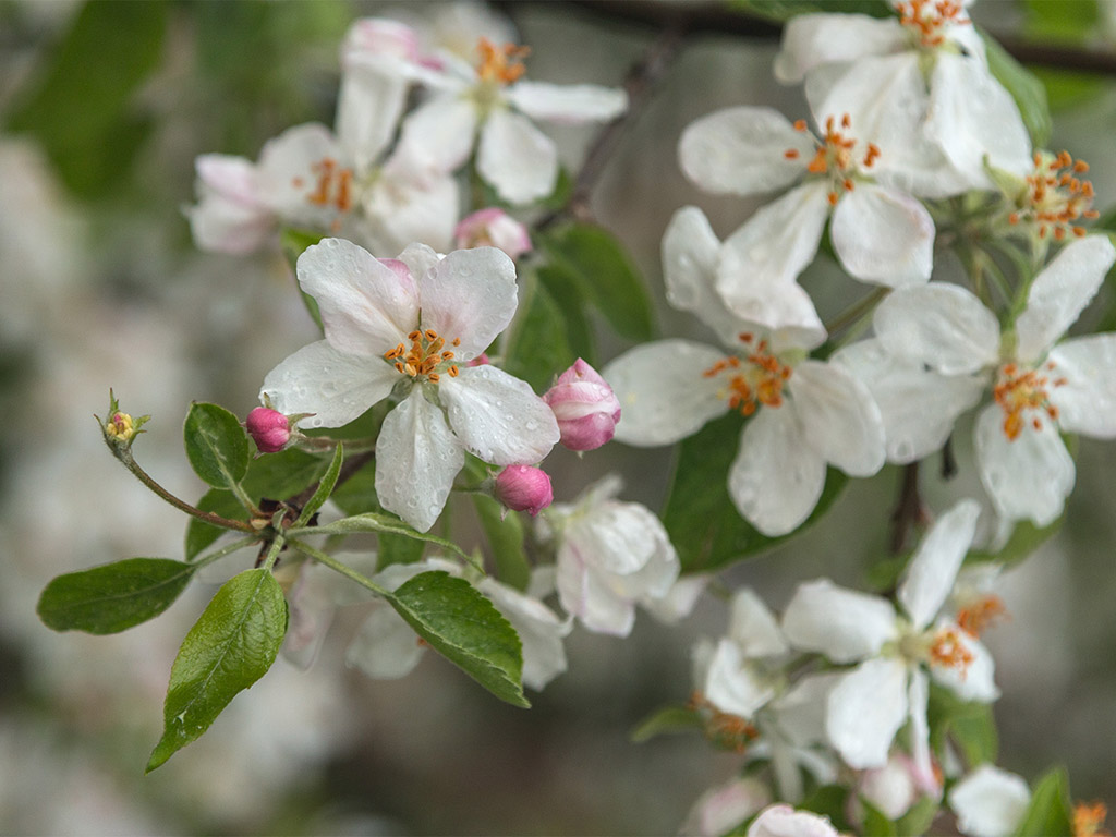 Frühling: Apfelblüte