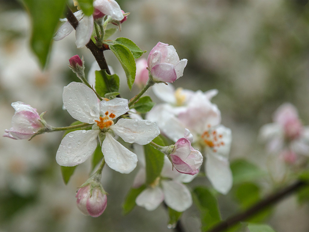 Frühling: Apfelblüte