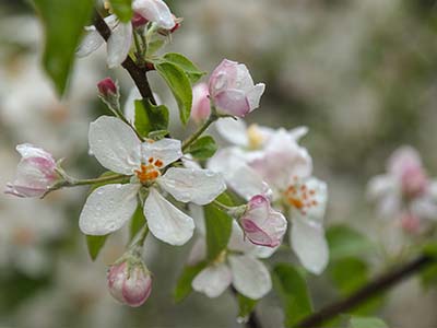 Apfelblüte