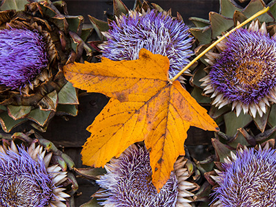 Artischockenblüten mit Herbstblatt