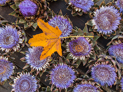 Artischockenblüten mit Herbstblatt