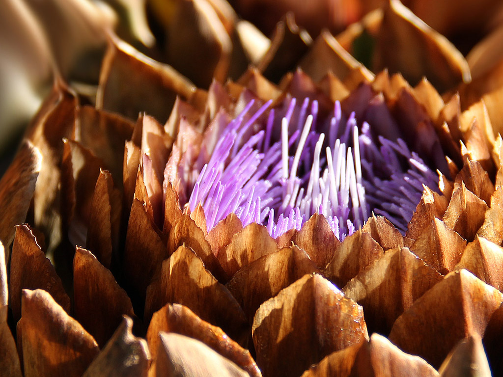 Artischockenblüte - kostenloses Hintergrundbild