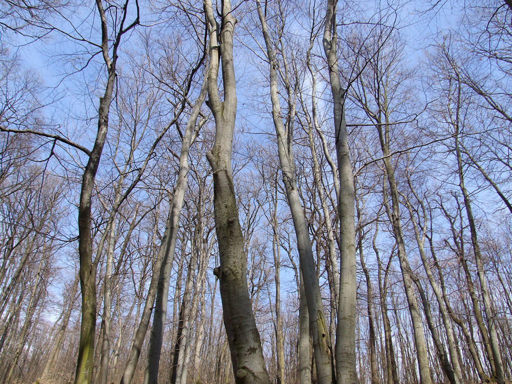 Baumstämme, Äste, Zweige, blauer Himmel - Kostenloses Hintergrundbild