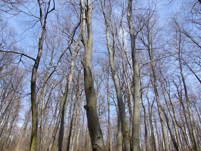 Baum 001 - Baumstämme, Äste, Zweige, blauer Himmel