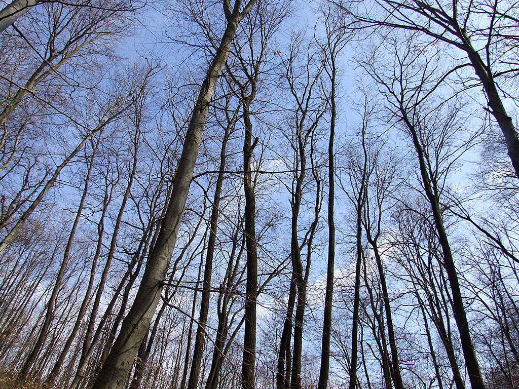 Baumstämme, blauer Himmel, Äste, Zweige - Kostenloses Hintergrundbild