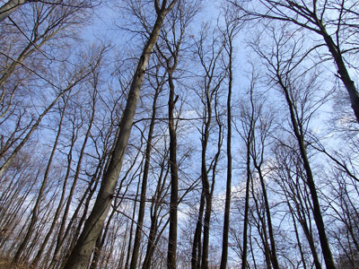 Baum 002 - Baumstämme, blauer Himmel, Äste, Zweige