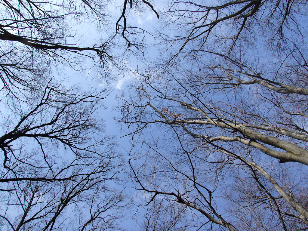 Äste, Zweige, blauer Himmel - Kostenloses Hintergrundbild