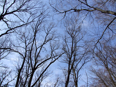 Baum 005 - Blauer Himmel, Zweige, Äste