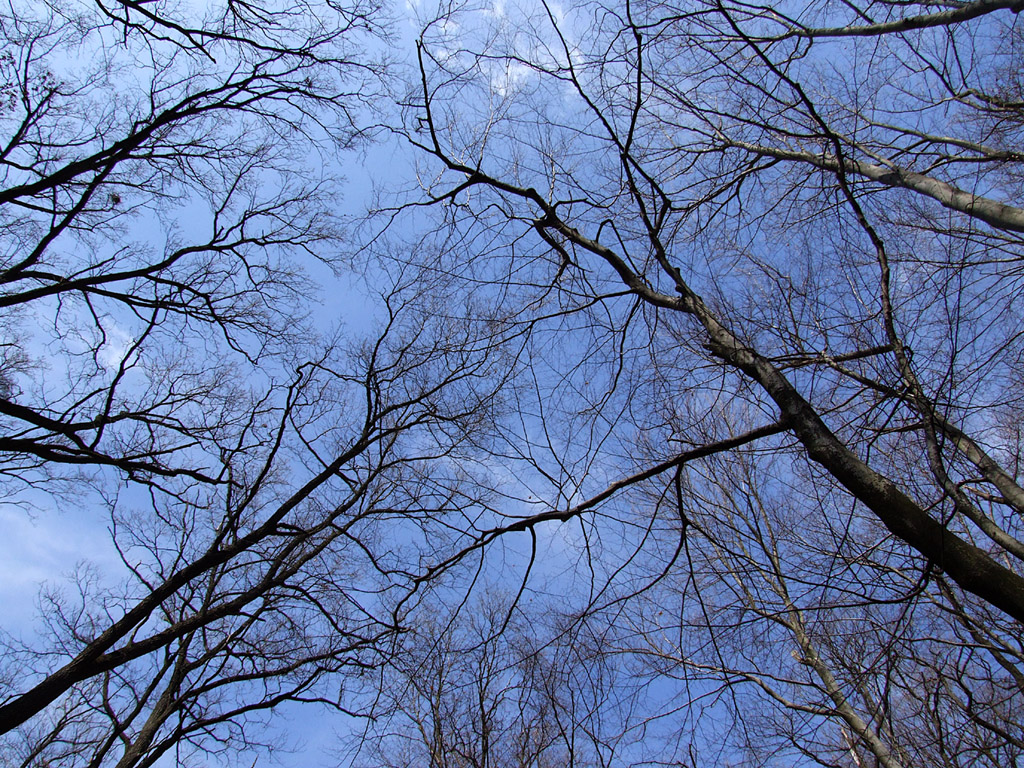 Blauer Himmel, Zweige, Äste ohne Blätter - Kostenloses Hintergrundbild