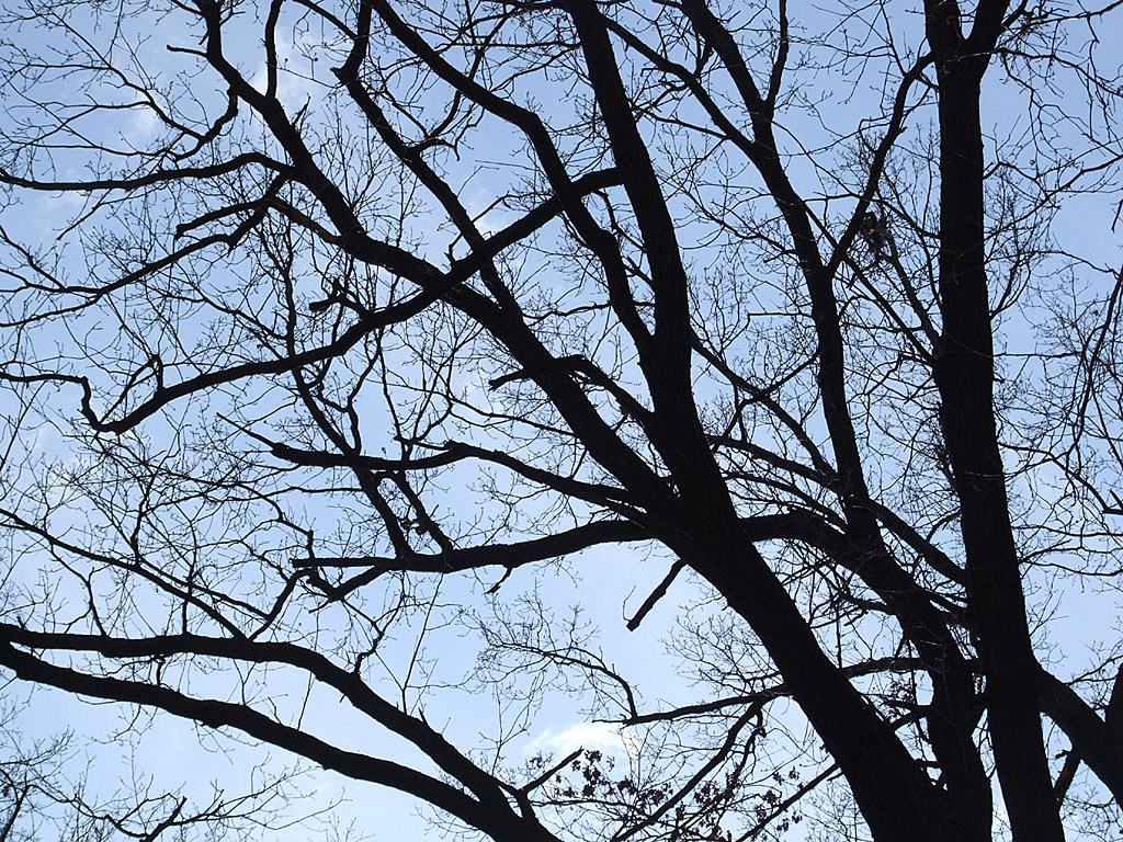 Äste, Zweige von unten, blauer Himmel - Kostenloses Hintergrundbild