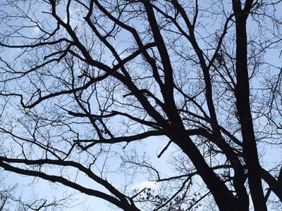 Baum 007 - Äste, Zweige von unten, blauer Himmel